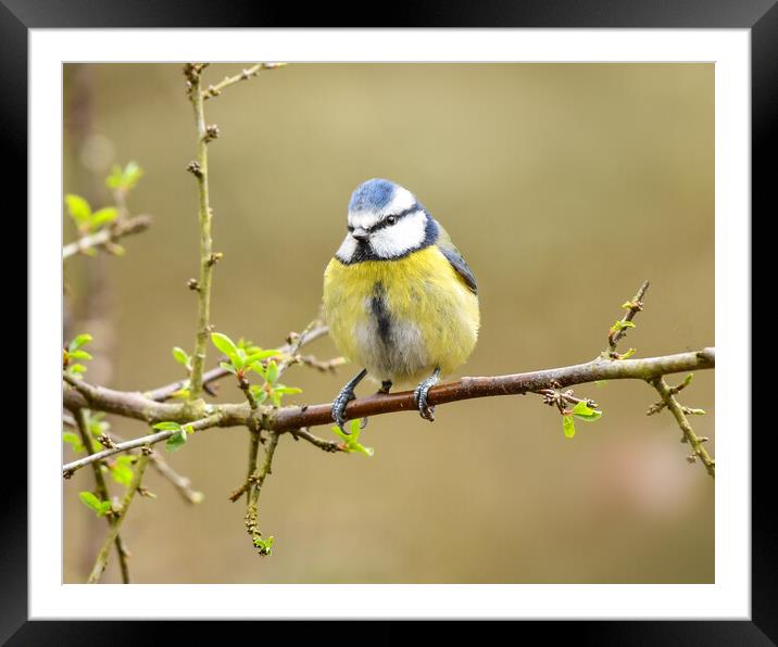 Blue tit perched on a branch  Framed Mounted Print by Shaun Jacobs