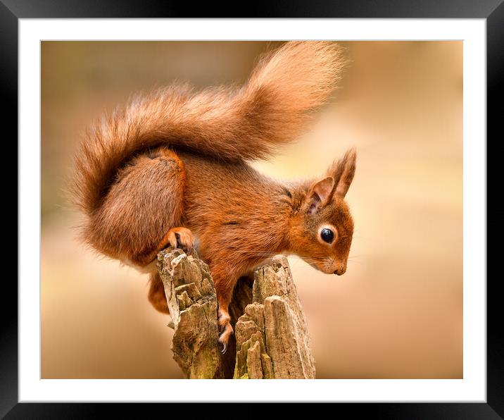Red Squirrel perched on a post  Framed Mounted Print by Shaun Jacobs