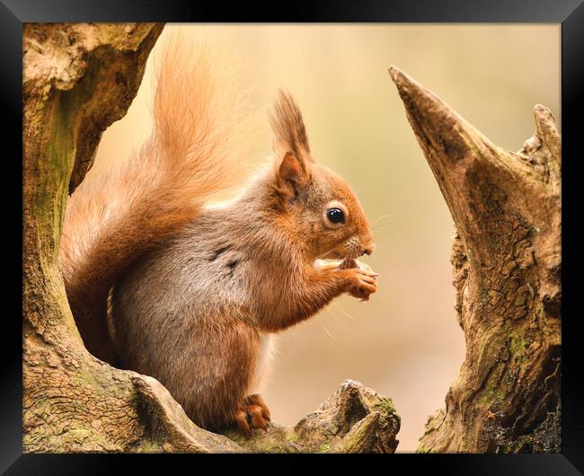 A red squirrel holding a nut  Framed Print by Shaun Jacobs