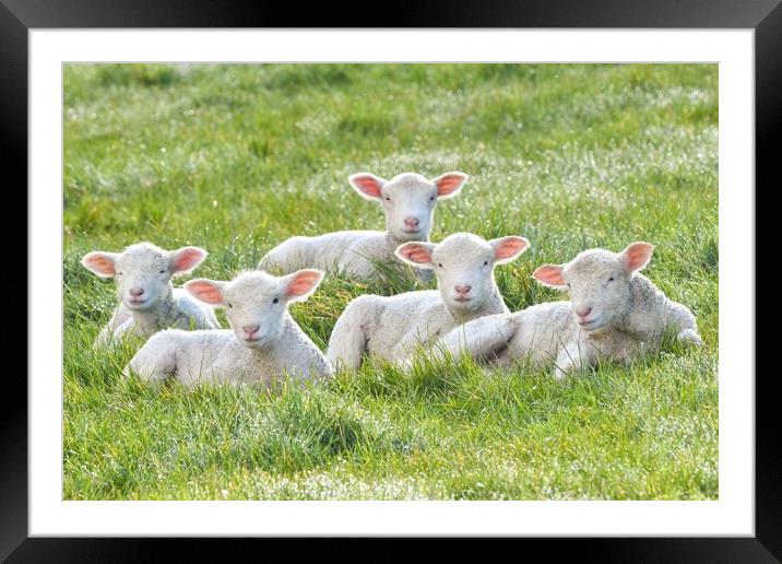 Spring lambs in the morning sun  Framed Mounted Print by Shaun Jacobs