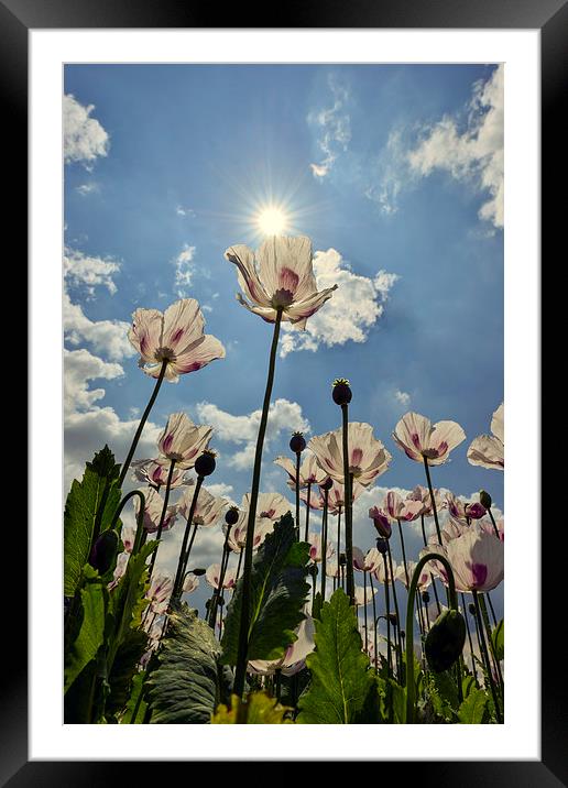  Tall poppies in the sun  Framed Mounted Print by Shaun Jacobs