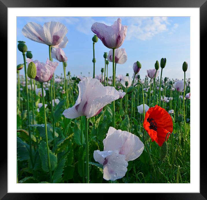  Poppies on a summer morning Framed Mounted Print by Shaun Jacobs
