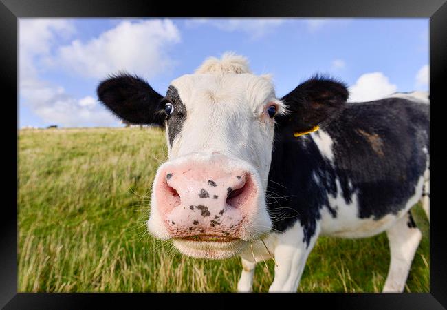 Curious cow   Framed Print by Shaun Jacobs