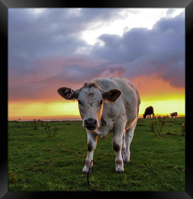  Young cow at sunrise  Framed Print by Shaun Jacobs