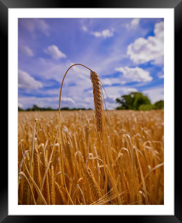  Ear of Barley in a field  Framed Mounted Print by Shaun Jacobs