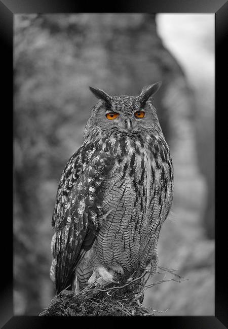  Eagle owl  Framed Print by Shaun Jacobs