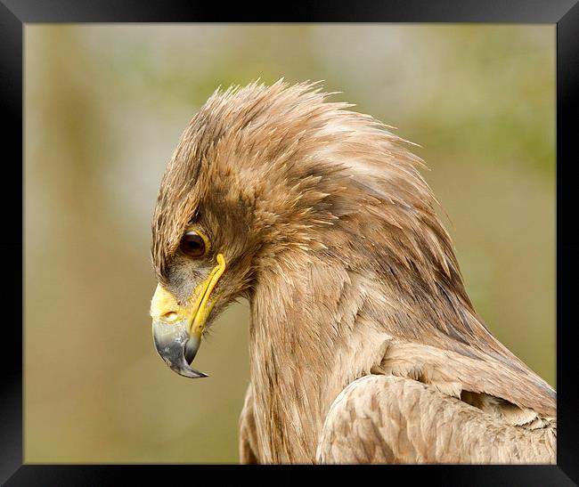  Golden eagle  Framed Print by Shaun Jacobs