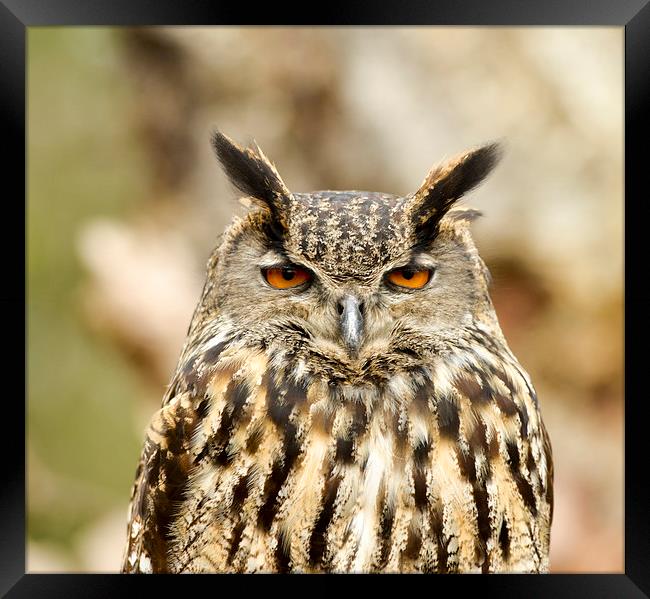 Eagle owl Framed Print by Shaun Jacobs