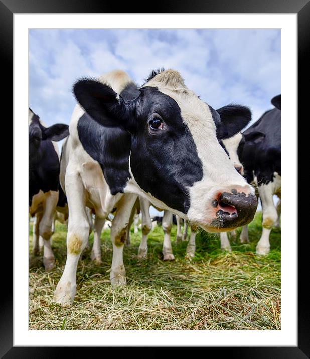  Curious cow  Framed Mounted Print by Shaun Jacobs