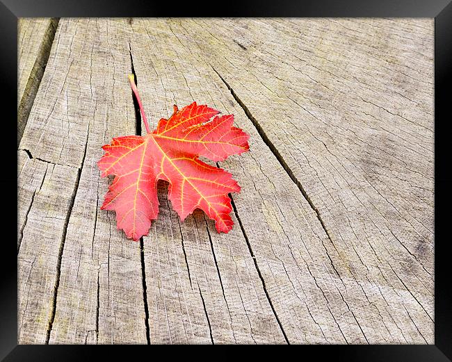 Single red leaf Framed Print by Shaun Jacobs