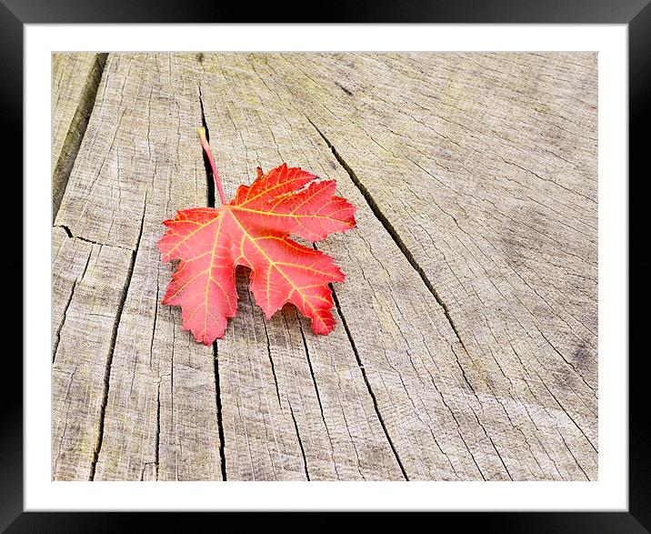 Single red leaf Framed Mounted Print by Shaun Jacobs
