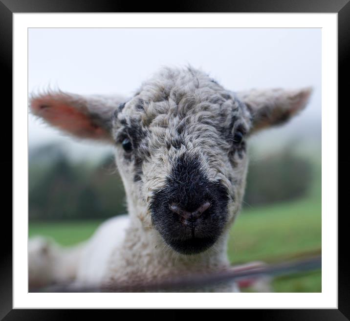 Spring Lamb  Framed Mounted Print by Shaun Jacobs