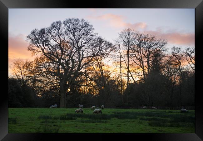 Sunset over a field of sheep Framed Print by Shaun Jacobs
