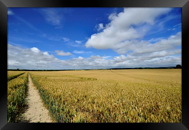 Corn field  Framed Print by Shaun Jacobs