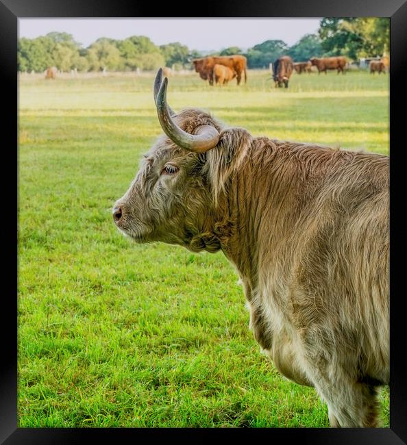 Highland cattle  Framed Print by Shaun Jacobs