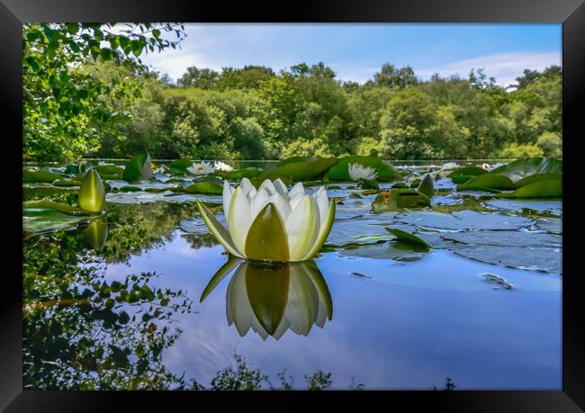 Water lily reflection  Framed Print by Shaun Jacobs