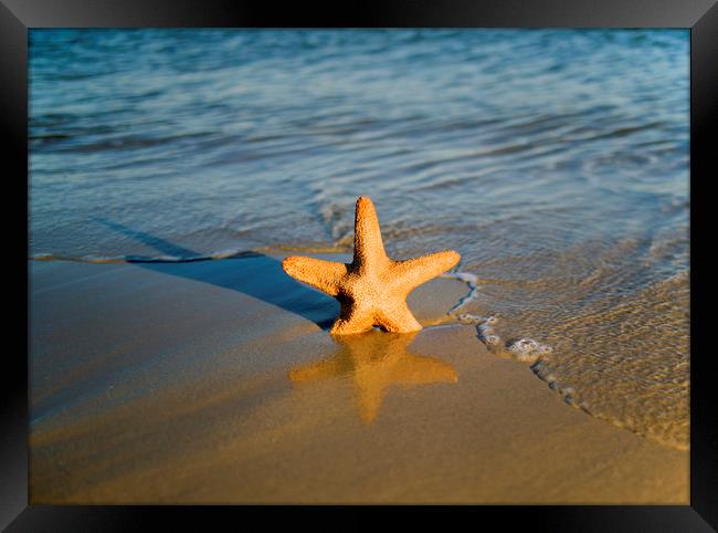 Starfish on the beach  Framed Print by Shaun Jacobs