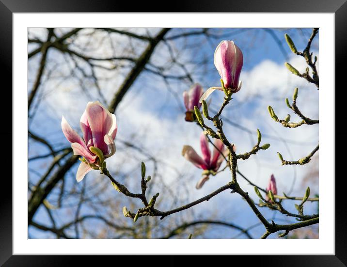 Magnolia flowers  Framed Mounted Print by Shaun Jacobs