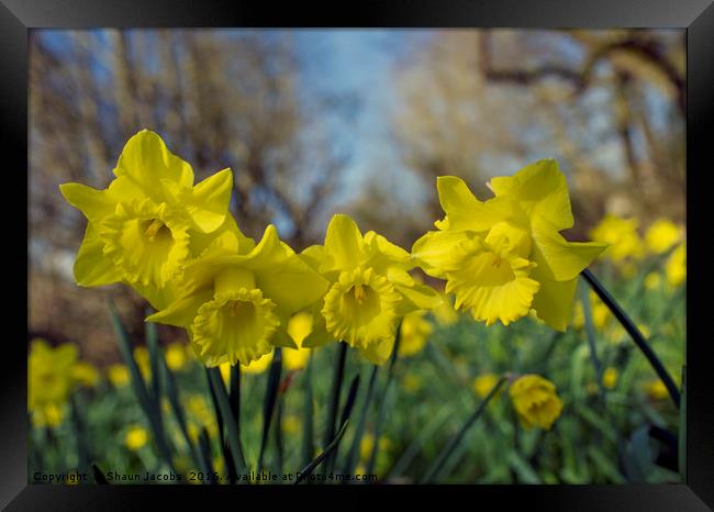 Daffodil flowers  Framed Print by Shaun Jacobs
