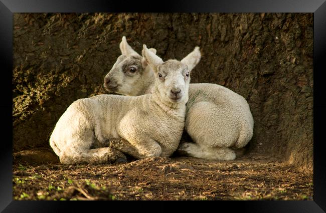 Spring lambs  Framed Print by Shaun Jacobs