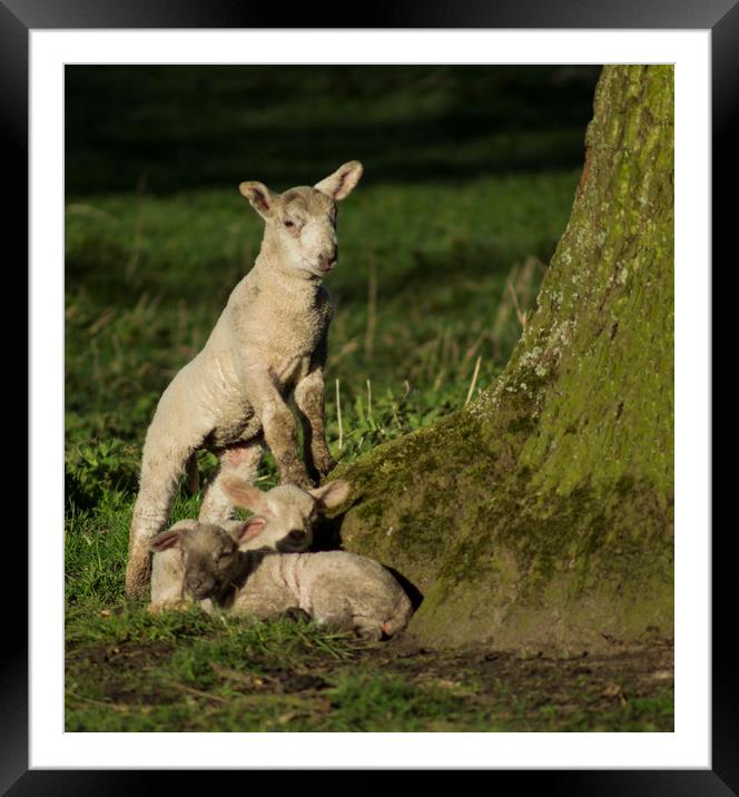 Spring lamb  Framed Mounted Print by Shaun Jacobs