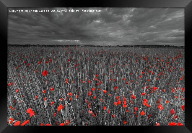 Poppy field  Framed Print by Shaun Jacobs