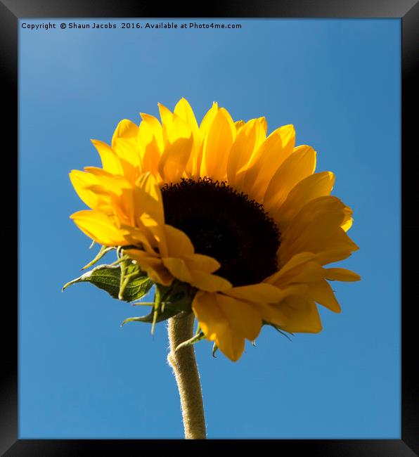 Single sunflower  Framed Print by Shaun Jacobs