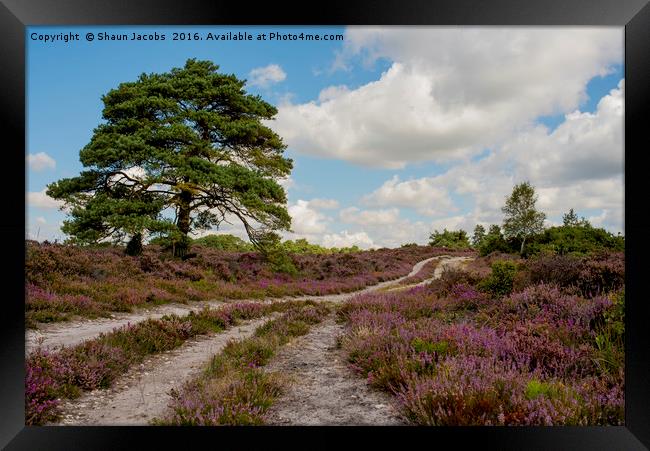 Heather lined pathway  Framed Print by Shaun Jacobs