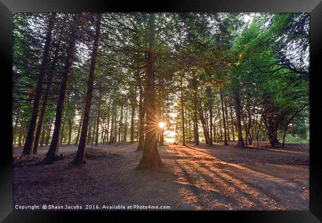 Forest sunshine  Framed Print by Shaun Jacobs