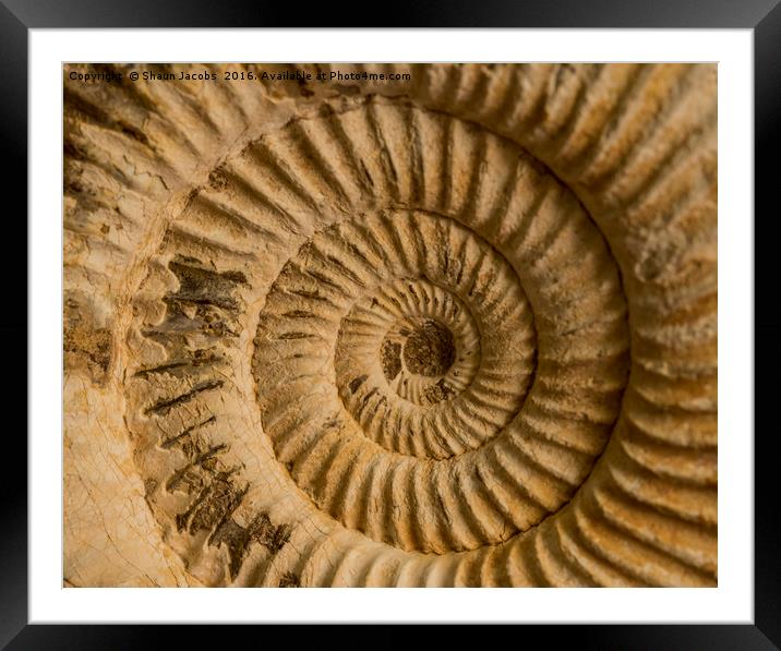 Ammonite  Framed Mounted Print by Shaun Jacobs