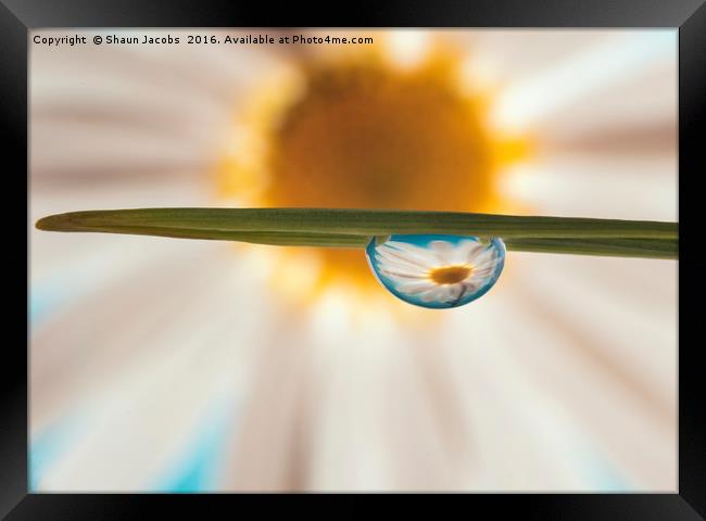 Daisy reflected in water Framed Print by Shaun Jacobs