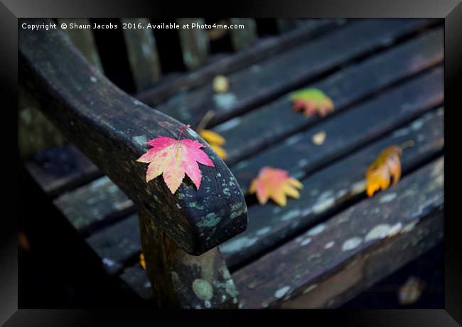 Autumn leaf  Framed Print by Shaun Jacobs