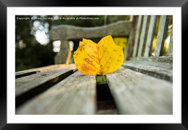 Autumn leaf on a wooden bench Framed Mounted Print by Shaun Jacobs