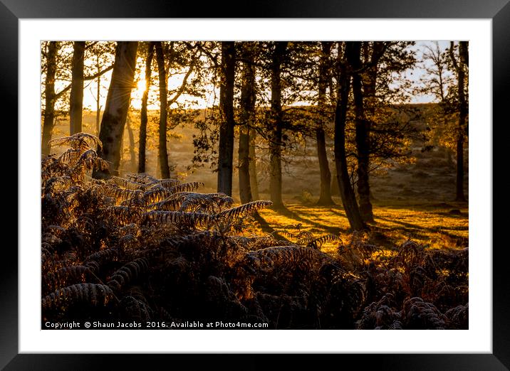 Golden autumn sunrise  Framed Mounted Print by Shaun Jacobs