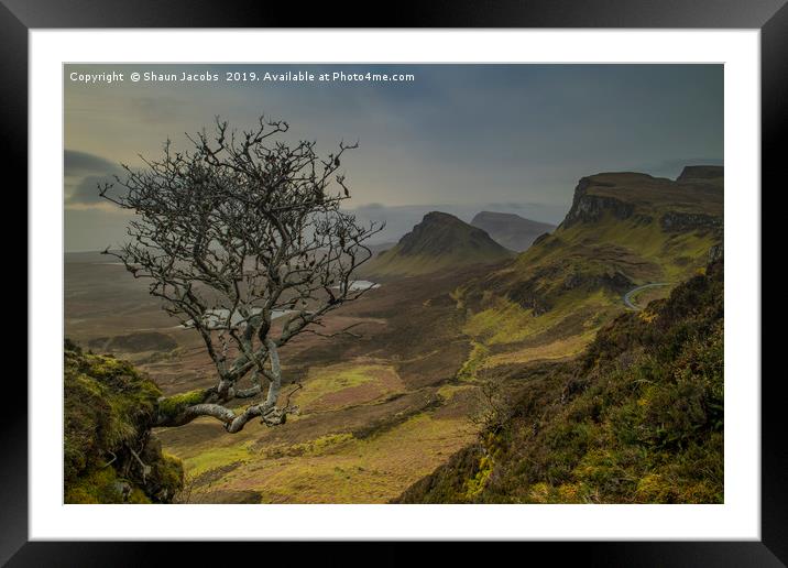 Lone Tree Framed Mounted Print by Shaun Jacobs