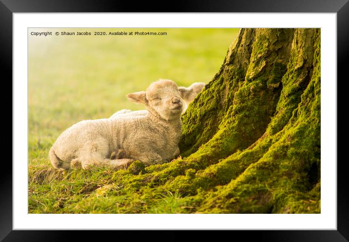 Sleeping Lamb Framed Mounted Print by Shaun Jacobs