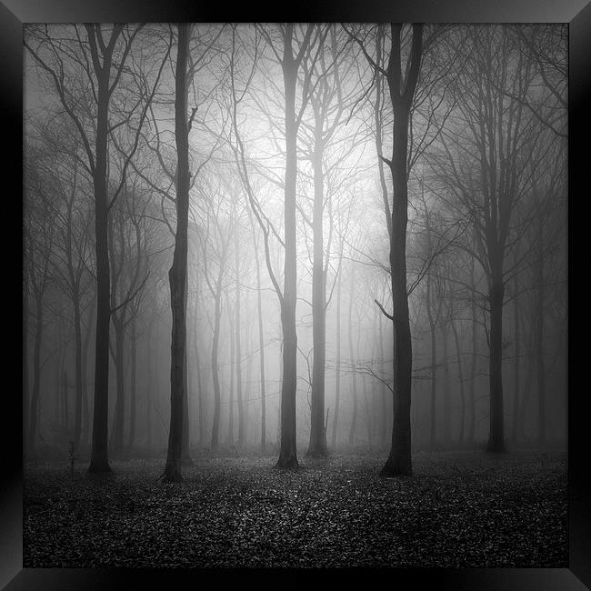 Woodland In The Fog Framed Print by Ian Barber