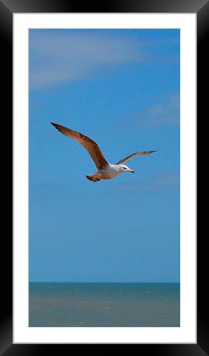 Flying across. Framed Mounted Print by Mark Franklin