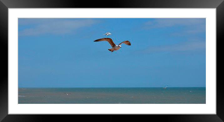 Big wing, Framed Mounted Print by Mark Franklin