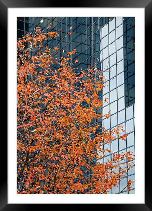 Autumnal tree contrasting with glass Framed Mounted Print by Martin Collins