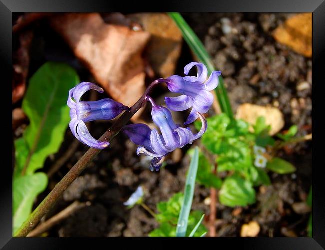 Heavenly Hyacinth Framed Print by Sarah Turner