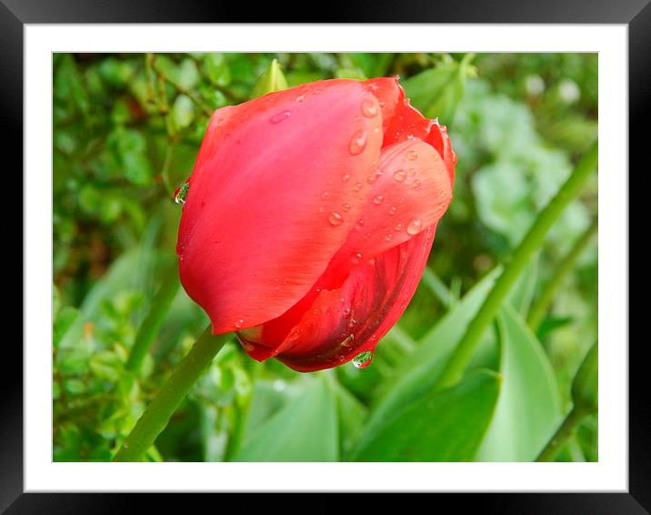 Sweet Tulip Framed Mounted Print by Sarah Turner