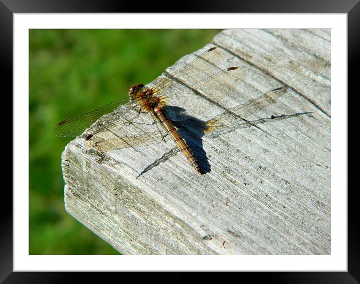 Resting Dragonfly Framed Mounted Print by Sarah Turner