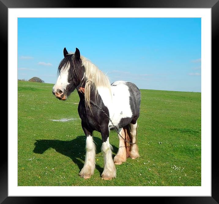 Horse On The Hillside Framed Mounted Print by Sarah Turner