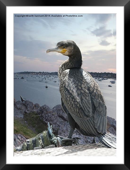  cormorant over harbour Framed Mounted Print by keith hannant