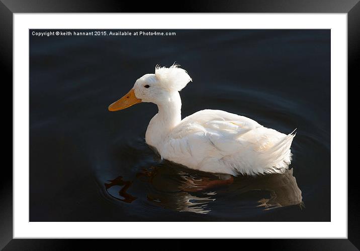  crested duck or punk duck Framed Mounted Print by keith hannant