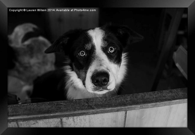 Lily in Black and White Framed Print by Lauren Wilson