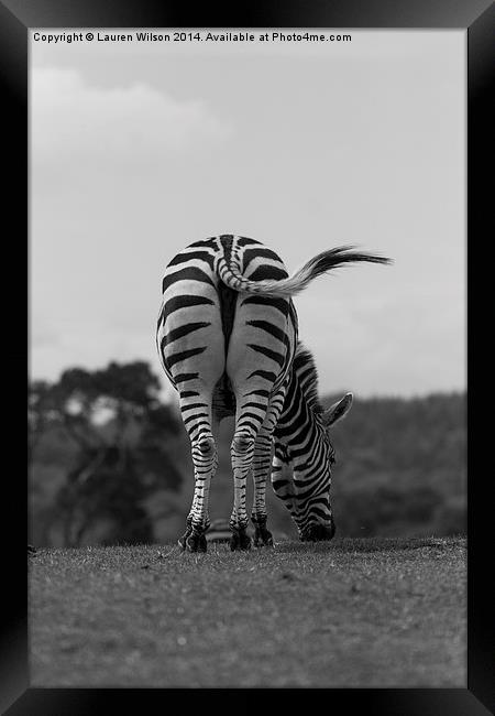 Zebra Framed Print by Lauren Wilson