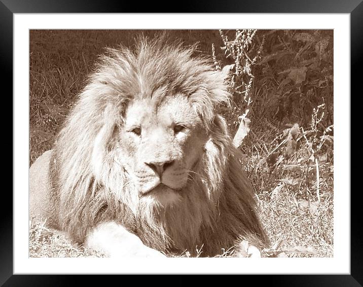 Lion in Sepia Framed Mounted Print by Daniel Geer