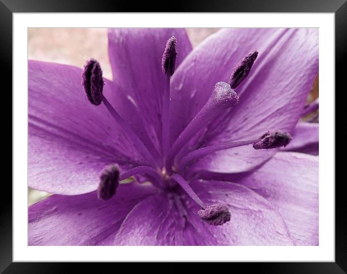 Purple Lily Flower Framed Mounted Print by Daniel Geer